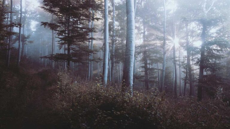 How To Start Using 11Xplay Online Version?