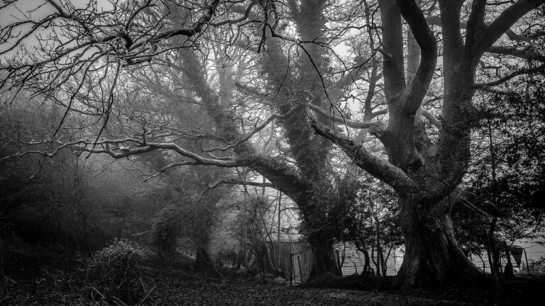 How To Join The Cricbet99 Telegram Channel?